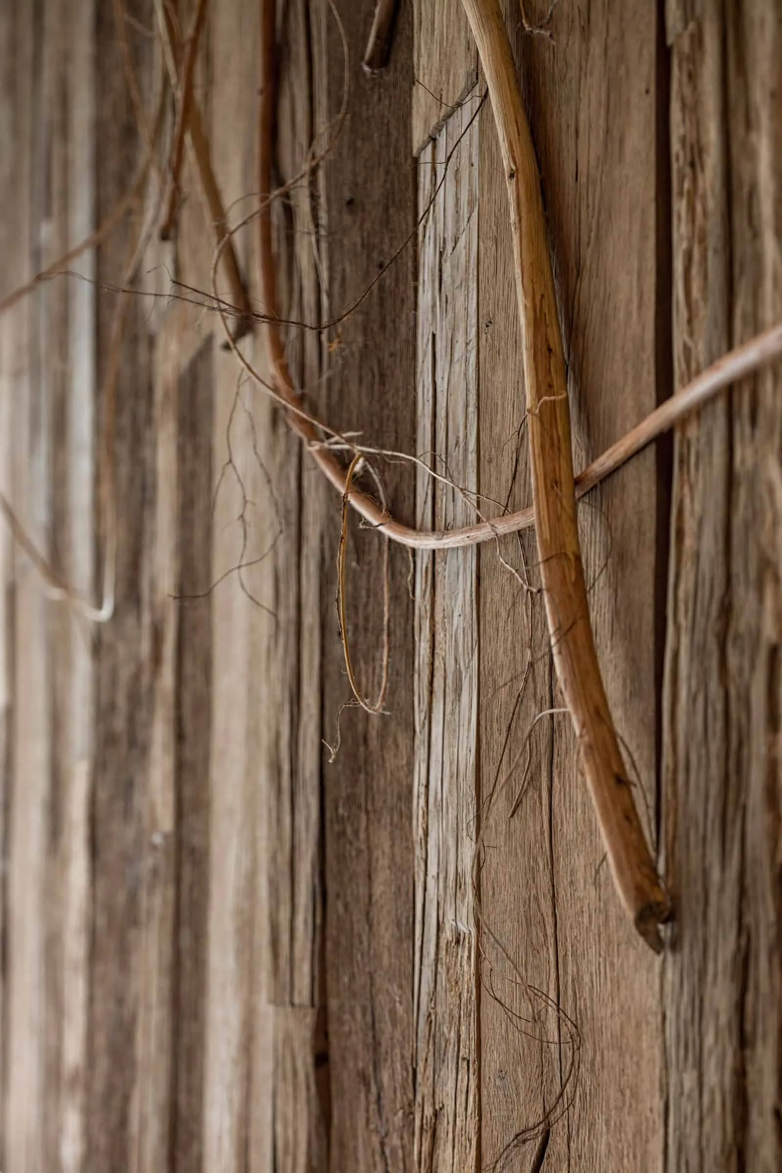 采用反光不锈钢表面和装饰性树枝的现代咖啡吧台