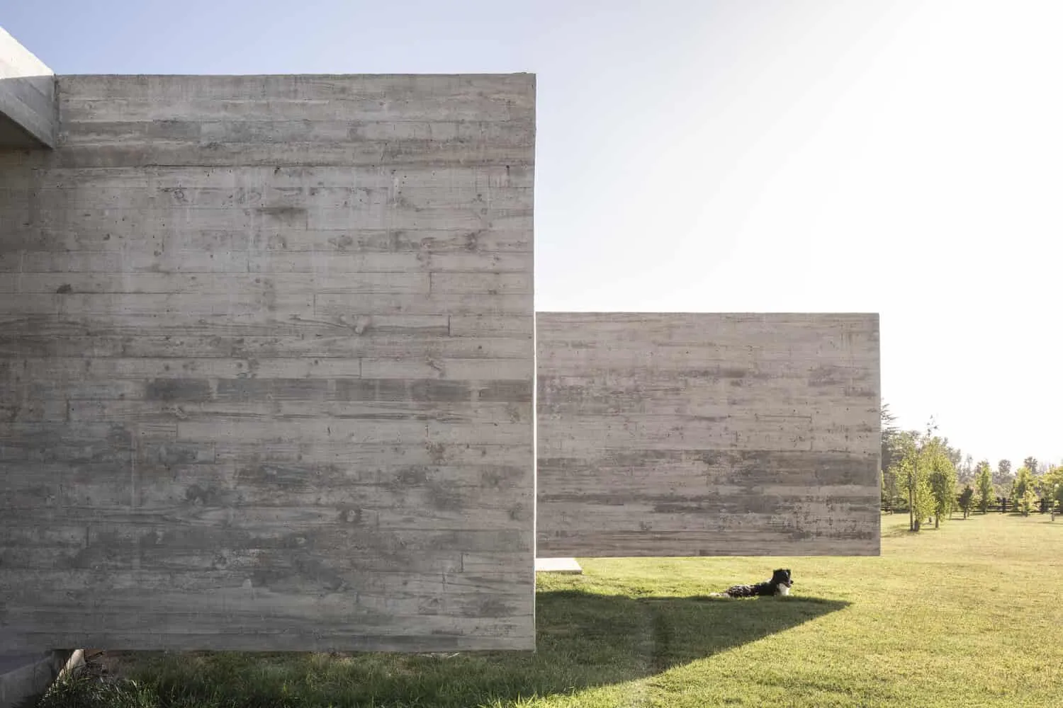 House La Primavera Concrete Volumes Dog by Nicolas Vicente House La Primavera von Nicolas Vicente – Betonstrukturen mit einem ruhenden Hund, Chile