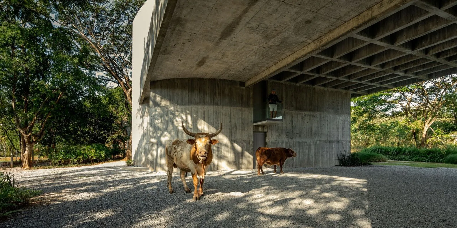 Rinder unter W House II von IDIN Architects Rinder, die unter dem erhöhten W House II von IDIN Architects in Thailand umherwandern