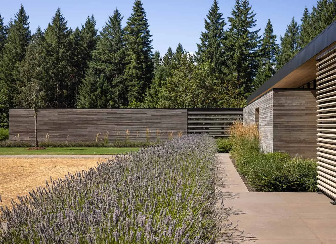 Evening Sky Residence Garden Lavender Walkway by Scott I Edwards Architecture Evening Sky Residence von Scott I Edwards Architecture, Gartenweg mit Lavendel und Sichtschutzwand in McMinnville, Oregon, USA