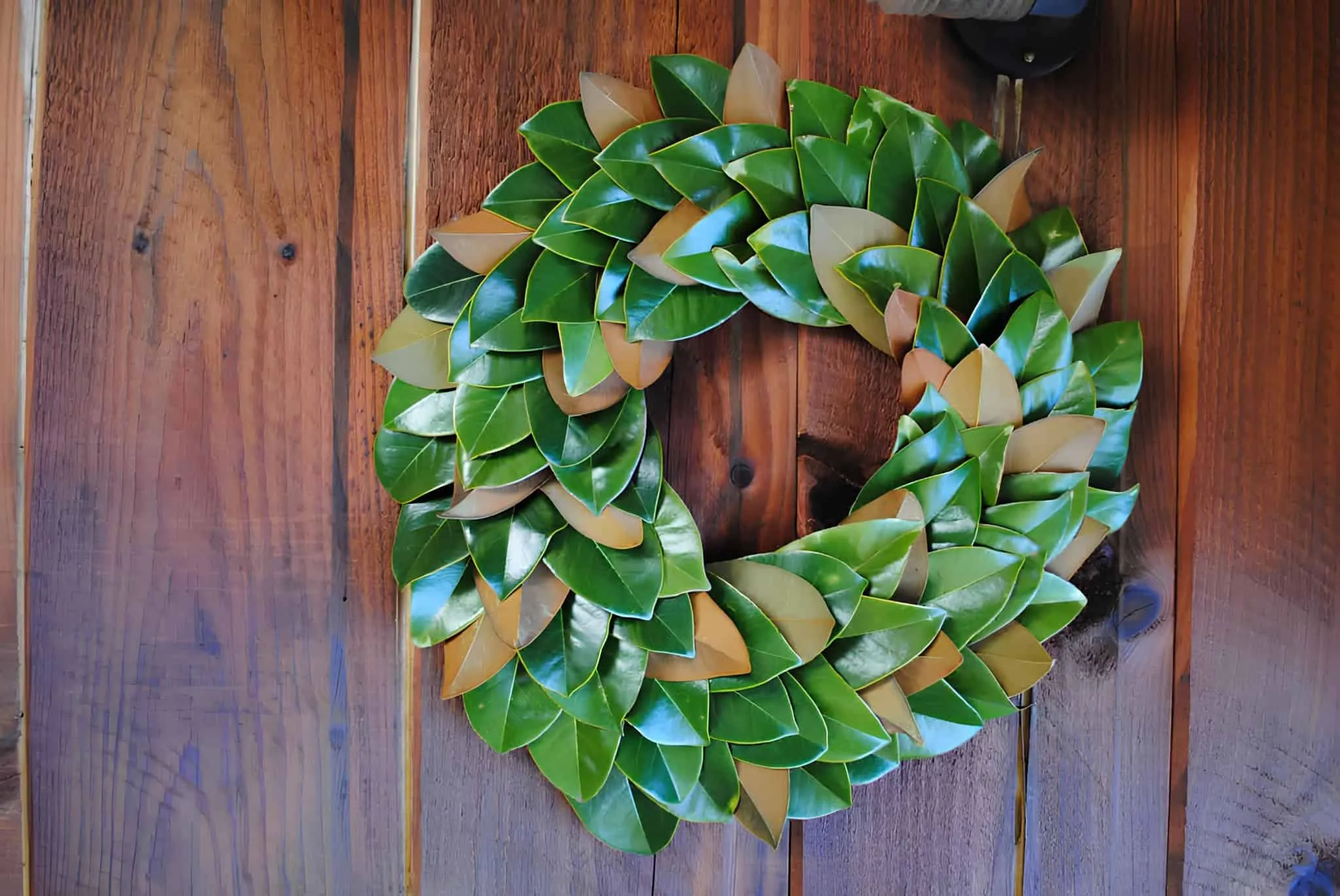 Magnolienblatt-Krone aus Grünem Blattwerk Frische Magnolienblattkrone mit glänzenden grünen Blättern und bronzefarbenen Unterseiten