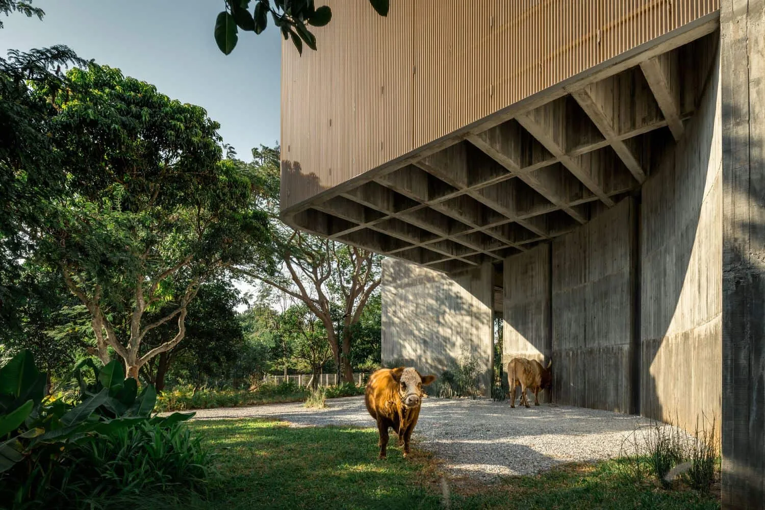 Rinder unter den Dachüberständen von W House II von IDIN Architects Rinder, die im Schatten unter W House II von IDIN Architects in Thailand stehen