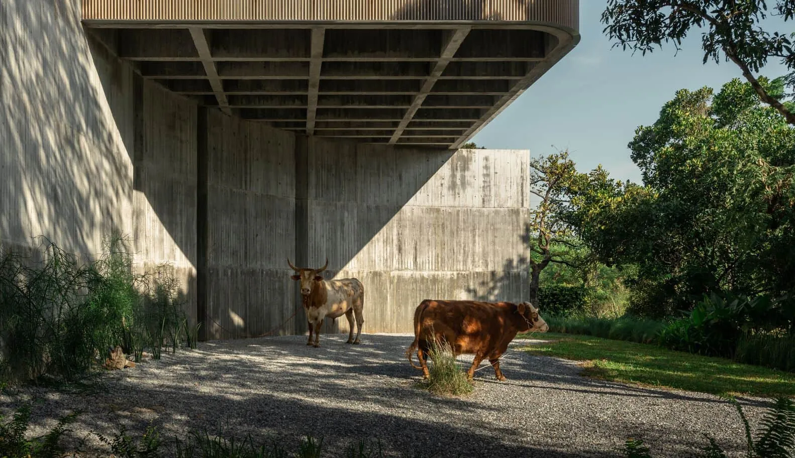 Landschaft und Kühe bei W House II von IDIN Architects Kühe, die unter dem erhöhten Betonbau W House II von IDIN Architects in Thailand weiden